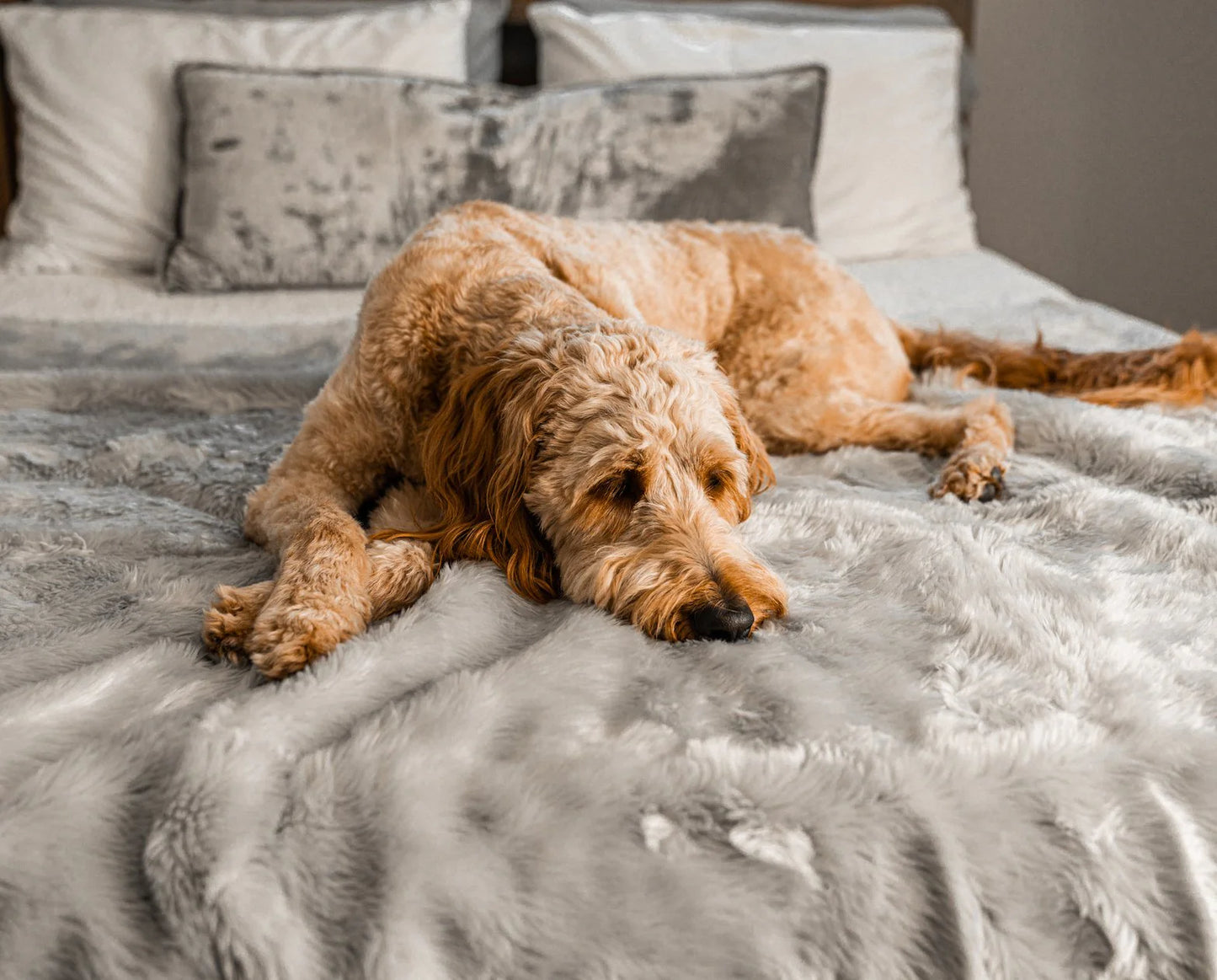 Paw.com x BarkBox PupProtector™ Short Fur Waterproof Throw Blanket - Grey