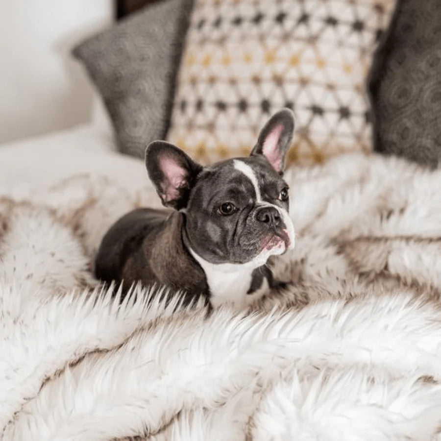 Paw.com x BarkBox PupProtector™ Waterproof Throw Blanket - White with Brown Accents