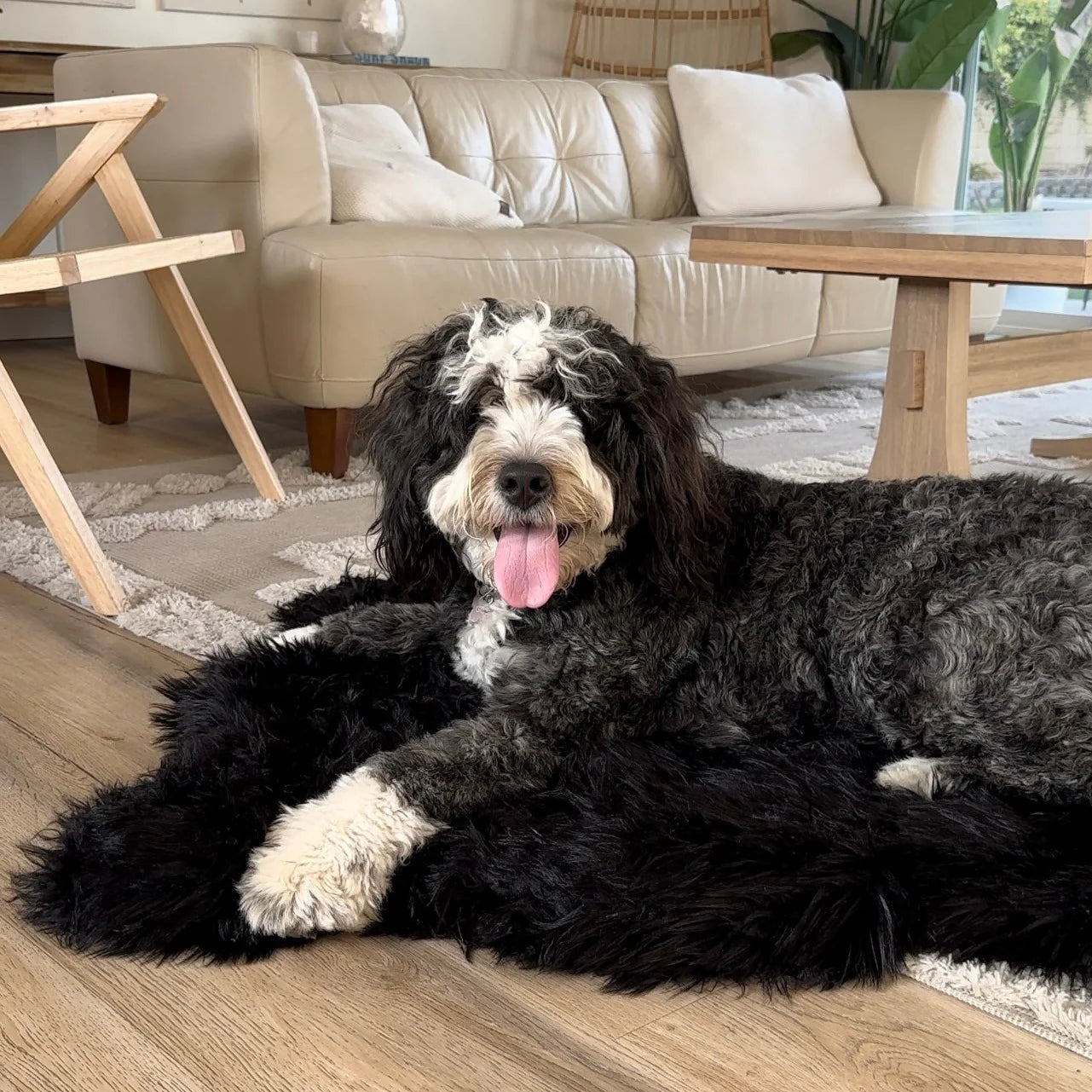Paw.com x BarkBox PupRug™ Faux Fur Orthopedic Dog Bed - Midnight Black
