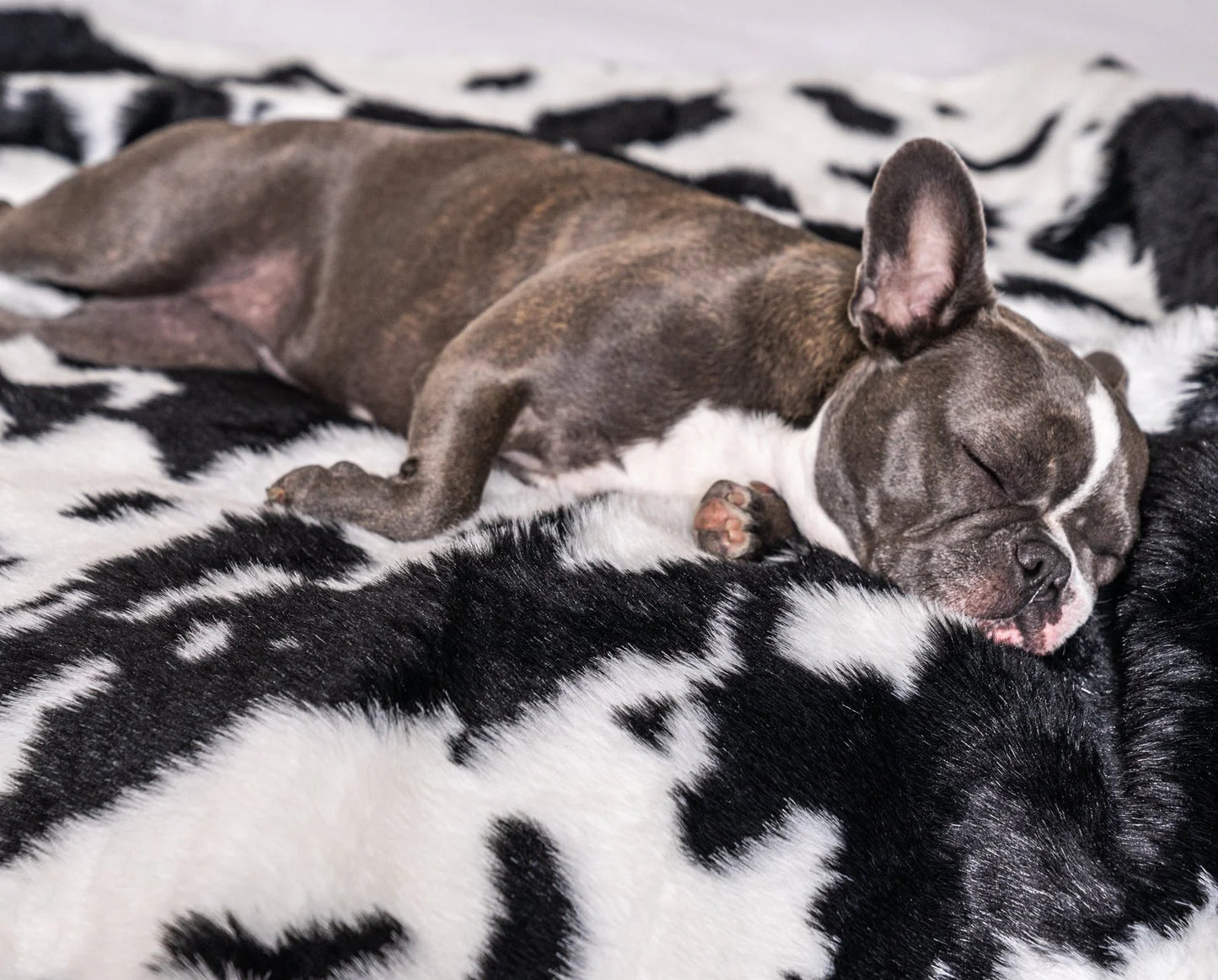 PupRug™ Junior Memory Foam Bed + Matching Waterproof Blanket Bundle - Black Faux Cowhide